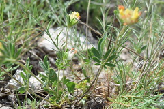 Anthyllis vulneraria boissieri