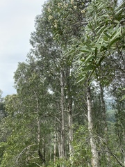 Melaleuca leucadendra