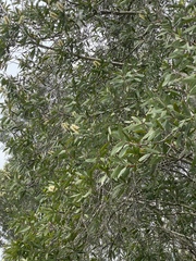 Melaleuca leucadendra