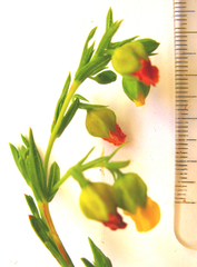 Hermannia aff-denudata