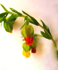 Hermannia aff-denudata