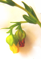 Hermannia aff-denudata