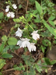 Habenaria plantaginea