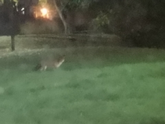 Vulpes vulpes