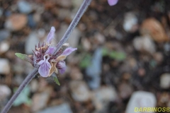 Stachys cretica
