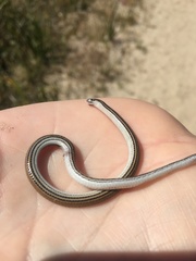 Aprasia striolata