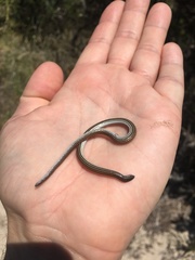 Aprasia striolata