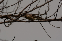 Crithagra atrogularis