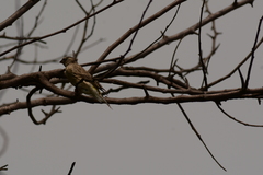 Crithagra atrogularis