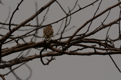 Crithagra atrogularis