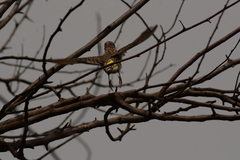 Crithagra atrogularis