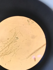 Nostocales