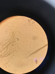 Nostocales