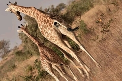 Giraffa camelopardalis peralta