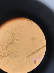 Nostocales