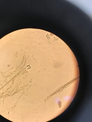 Nostocales