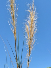 Aristida similis image