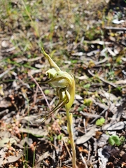 Pterostylis biseta