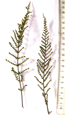 Cheilanthes hirta