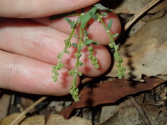 Chenopodium polygonoides
