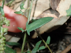 Chenopodium polygonoides