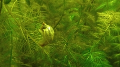 Amphipepleinae