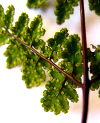 Cheilanthes multifida