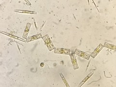 Fragilariophycidae