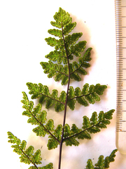 Cheilanthes multifida