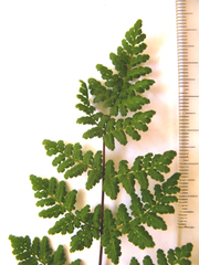 Cheilanthes multifida