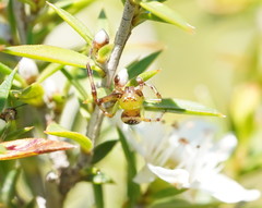 Australomisidia pilula