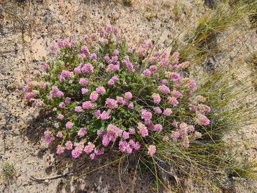 Image of Verticordia pennigera by (c) Cal Wood, some rights reserved (CC BY)
