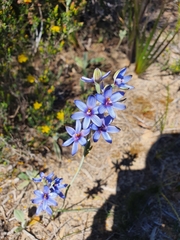 Thelymitra azurea