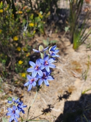 Thelymitra azurea
