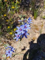 Thelymitra azurea