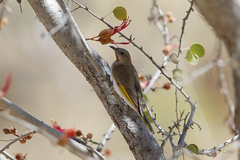 Conopophila rufogularis