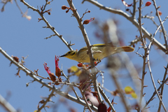 Ptilotula flavescens