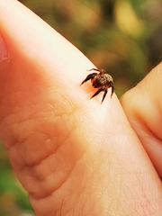 Euophrys