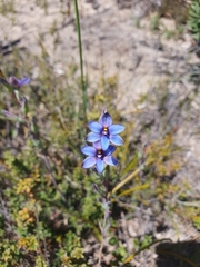 Thelymitra azurea