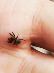 Euophrys