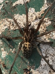Eratigena duellica
