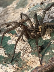 Eratigena duellica