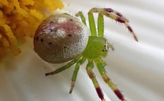 Australomisidia pilula