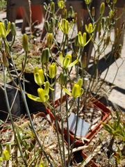 Albuca aurea