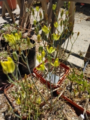 Albuca aurea