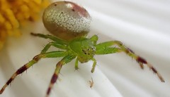 Australomisidia pilula