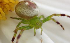 Australomisidia pilula