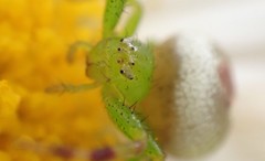 Australomisidia pilula