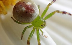 Australomisidia pilula