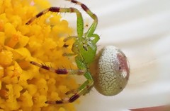 Australomisidia pilula